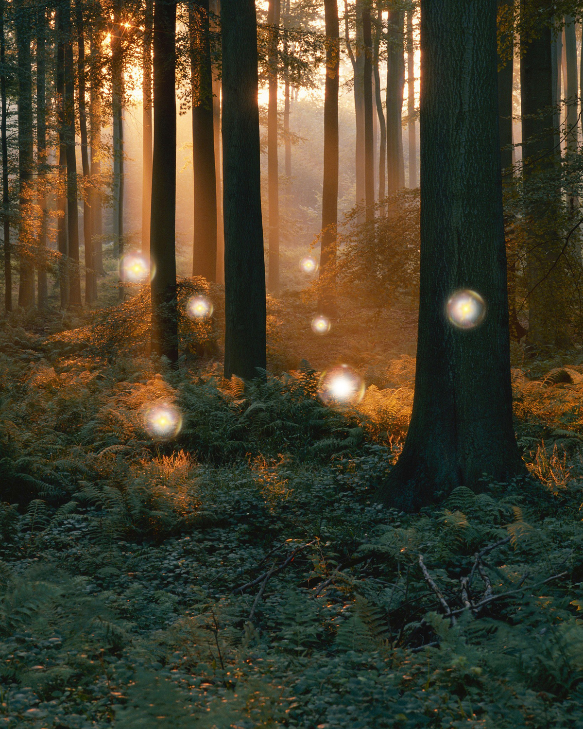 Wild kai in a forest